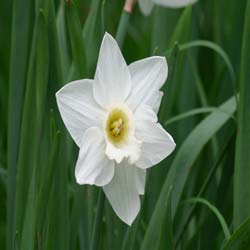 Daffodil 'Mount Hood'